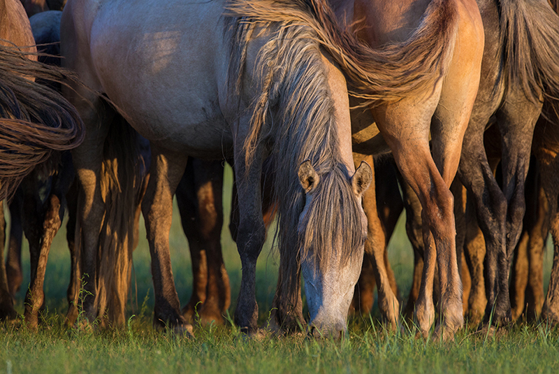 Mongolian horses